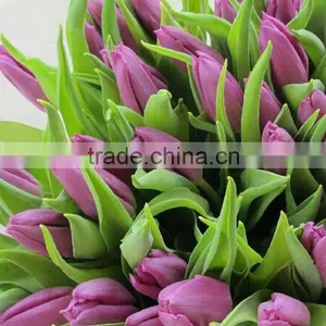 Wide Variety Classical Real Touch 10 Heads Tulips thumbnail-6