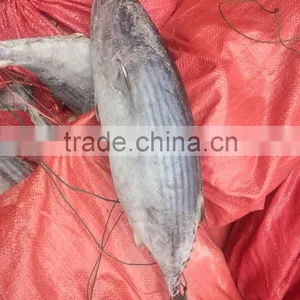 Whole Round 1000g up Frozen Belted Bonito Sarda Orientalis Tuna Fish thumbnail-2