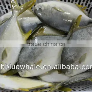 300-500G 400-600G 500-700G 800G UP Fresh Pomfret thumbnail-5