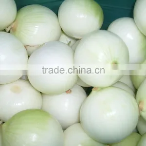 Export Fresh Onion thumbnail-2
