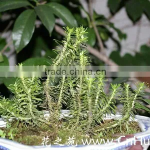 Huperzia Serrata Extract 5% Huperzine A thumbnail-1