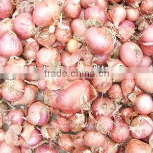 Red Small Onion Price thumbnail-1