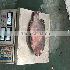 Frozen Good Black Tilapia 500-800g thumbnail-4