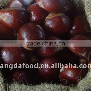 Chinese Fresh Chestnut With High Quality Good Price thumbnail-1