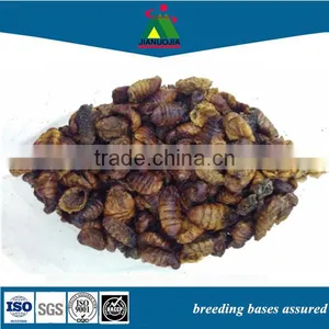 Factory Image Artificial Food Silkworm thumbnail-1