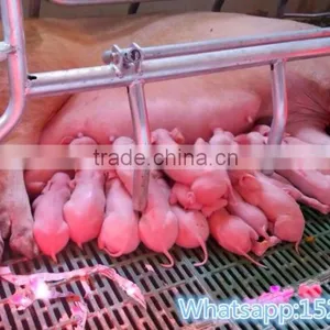 Pig Sty for Sale Breeding Crate for Pigs thumbnail-5