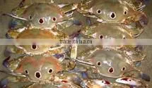 Three Spotted Crab thumbnail-1