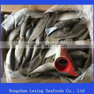 Frozen Horse Mackerel Whole Round thumbnail-1