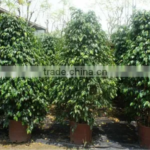 Ficus Benjamina Pyramid Shape thumbnail-1