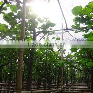 Hibiscus Tiliaceus Potted Trees thumbnail-1