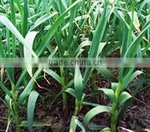 Garlic Dry Extract thumbnail-2