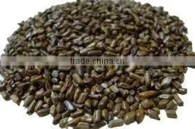 Standard Quality Cassia Tora Seed thumbnail-1