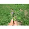 Alfalfa Pellets thumbnail-2