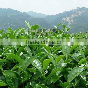 Health Food Body Beauty Tea Tox Slim Fast Weight Loss Tablets thumbnail-5