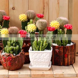 Indoor Wholesale Cactus Plants thumbnail-3