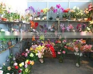 Qingdao Colorful World International Trade Co., Ltd. company overview - view 2 thumbnail