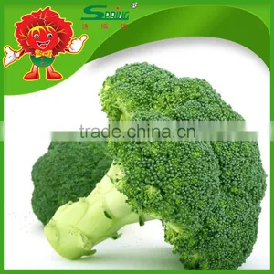 Green Broccoli From China Frozen Broccoli for Sale thumbnail-1