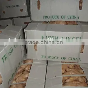 Chinese Fresh Air Dried Ginger thumbnail-2