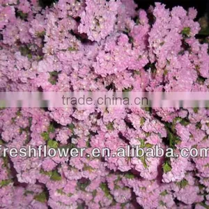 Fresh Cut Myosotis Sylvatica Flowers From Kunming Flower Planting Base thumbnail-5
