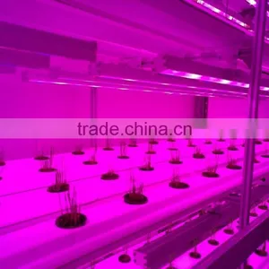 Container Greenhouse thumbnail-4