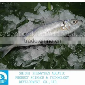 China Frozen Horse Mackerel Fish IQF Horse Mackerel thumbnail-1