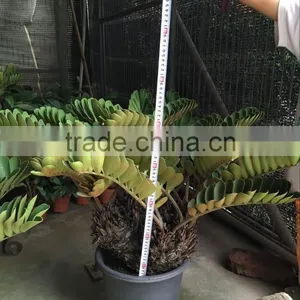 Zamia Furfuracea Bonsai Dia 8-20cm thumbnail-1
