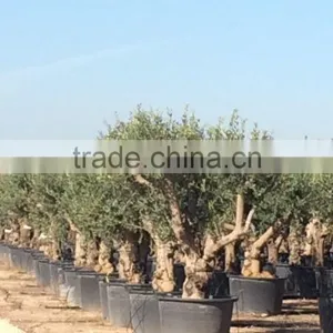 Olive Tree "Lechin"- Olea Europaea "Lechin" thumbnail-2