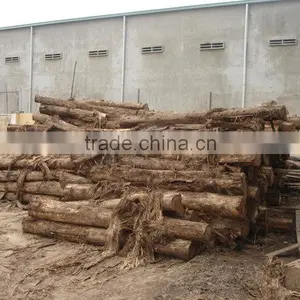 BEST PRICE - Acacia Timber - Eucalytus Timber - Timber Factory thumbnail-2