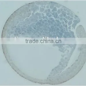 Embryo Slides , Frog Embryo Slides , Embryology Slides ,embryo Teaching Slides thumbnail-5