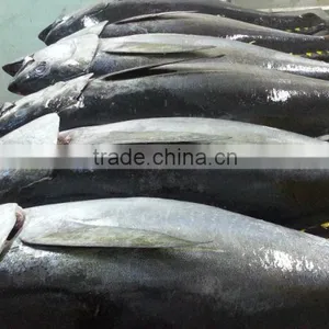 Tuna thumbnail-1