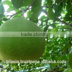 Pomelo thumbnail-3