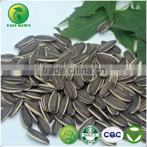Chinese Bulk Black Sunflower Seeds With Good Quality 2015 New Crop thumbnail-1