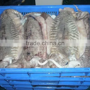 CUTTLEFISH WHOLE ROUND (HOOK-CUAGHT) thumbnail-1