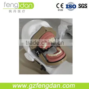 Dental Supply High Quality a Advanced Dental Manikin thumbnail-5