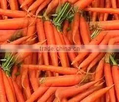 Carrot Powder thumbnail-1