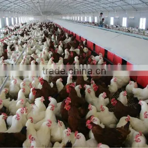 Best Selling Automatic Chicken Nest thumbnail-1
