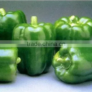 Color Pepper ( GREEN - YELLOW - RED ) thumbnail-5