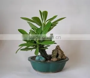 Euphorbia Neriifolia L. Var. Cristata Bonsai, Pot Plant, Succulent Plant thumbnail-2