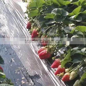 Macronutrient Water Soluble Fertilizer 20-10-30 thumbnail-4