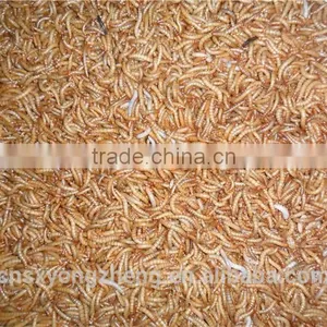 Tenebrio Molitors for Birds //Dried Mealworms thumbnail-1