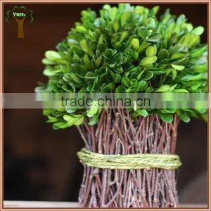 Preserved Boxwood Bundle thumbnail-3