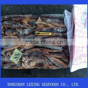 Frozen Illex Squid Whole Round thumbnail-1