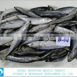 Frozen Fish Can Caning Frozen Mackerel thumbnail-2