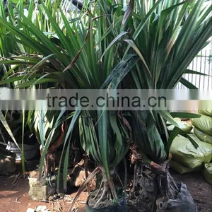 Pandanus Utilis, Screw Pine, Screw-Pine thumbnail-4
