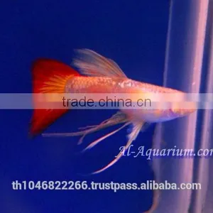 Guppy Fish Fish Farm For Sale and Export / Tropical Fish Exporter Thailand thumbnail-5