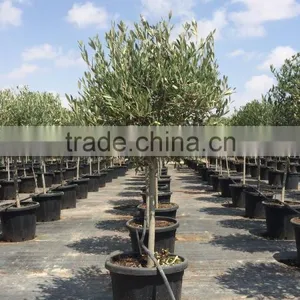 Olive Tree Olea Europaea Young Skin thumbnail-1