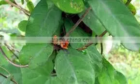 Indian Sarsaparilla thumbnail-1