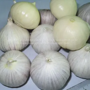 Fresh Garlic thumbnail-2
