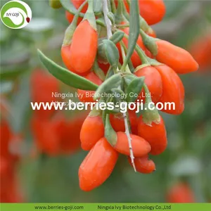 Factory Wholesale Dried Low Pesticide Goji Berry thumbnail-2
