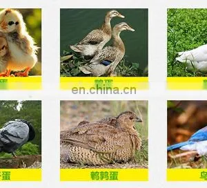 Chicken, Reptile, Bird, Emu, Ostrich, Duck Usage Egg Incubator and Hatcher thumbnail-6